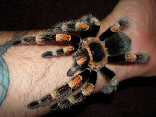 All About TARANTULAS Tarant11