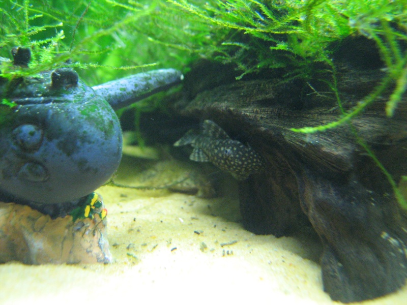 my new plecs Img_0111