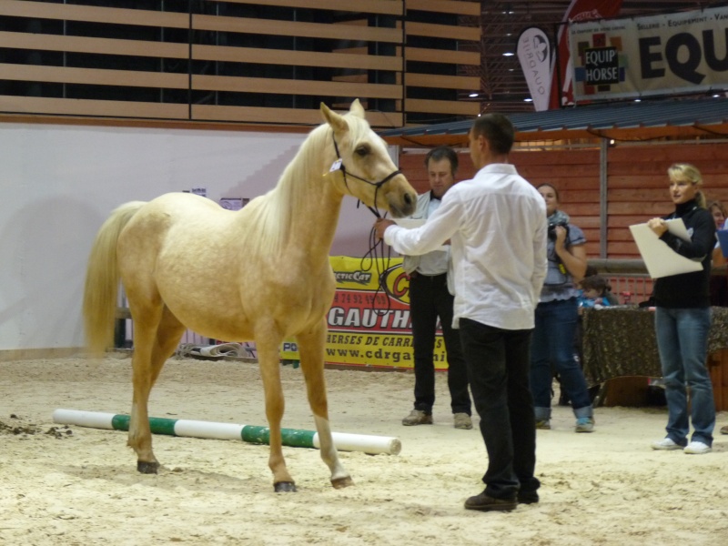 salon du cheval à LYON - Page 6 P1010610