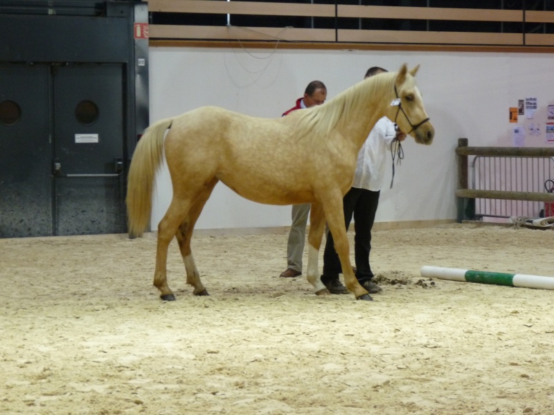 salon du cheval à LYON - Page 6 P1010611