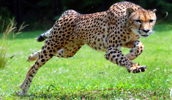 Cel mai rapid animal din lume: o femela ghepard Record10