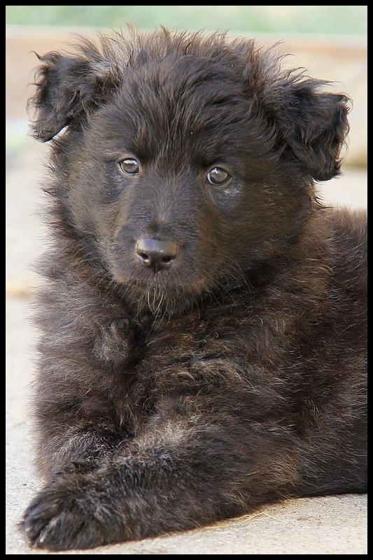 Des chiots Berger Hollandais Poils Longs Ardechois à venir ? - Page 21 15-06-14