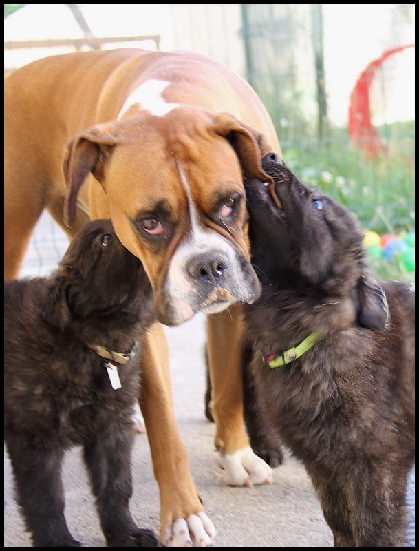 Des chiots Berger Hollandais Poils Longs Ardechois à venir ? - Page 22 24-06-10