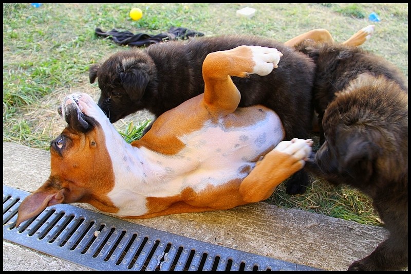 Des chiots Berger Hollandais Poils Longs Ardechois à venir ? - Page 22 24-06-12