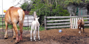 Our Last Sueno foal out of a BELGIAN mare 2009_036