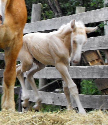 Our Last Sueno foal out of a BELGIAN mare 2009_041