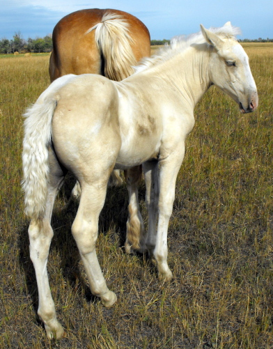 Our Last Sueno foal out of a BELGIAN mare 2009_044