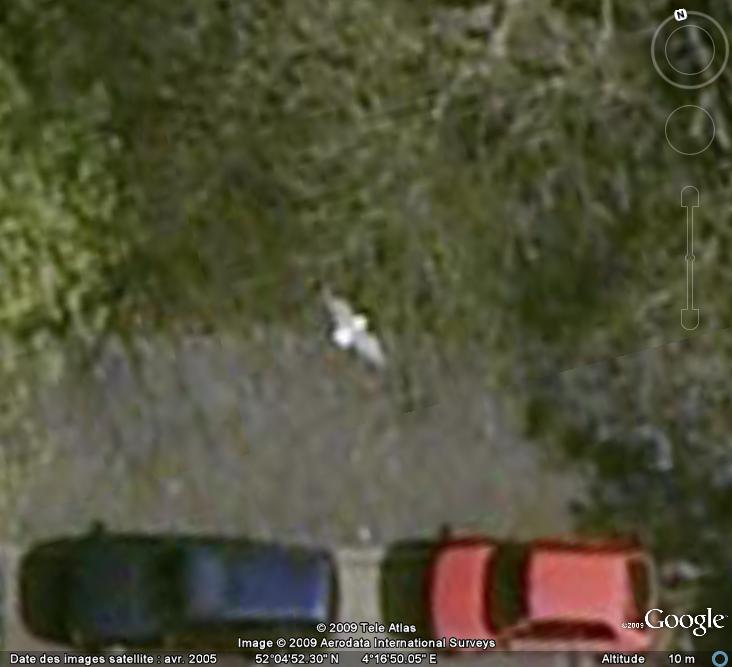 Oiseaux visibles sous Google Earth - Page 4 Mouett11