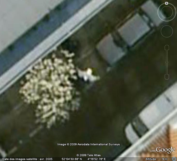 Oiseaux visibles sous Google Earth - Page 4 Mouett13
