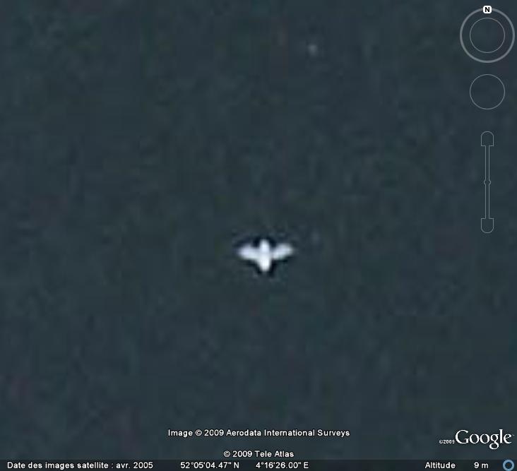 Oiseaux visibles sous Google Earth - Page 4 Mouett14