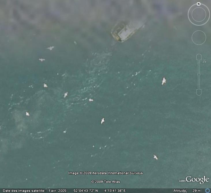 Oiseaux visibles sous Google Earth - Page 4 Mouett18