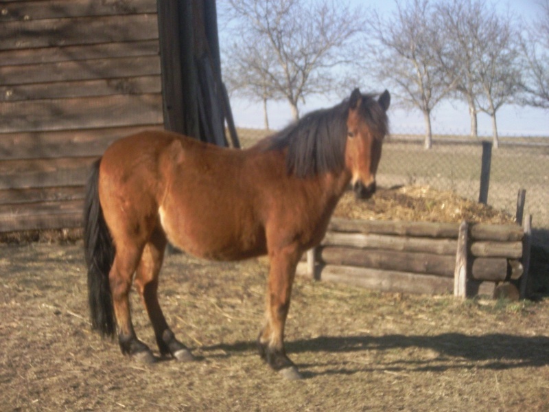 LE CHEVAL D'AUVERGNE Photo011