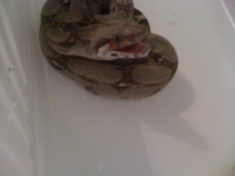 Boa Constrictor Imperator Colombien 00110