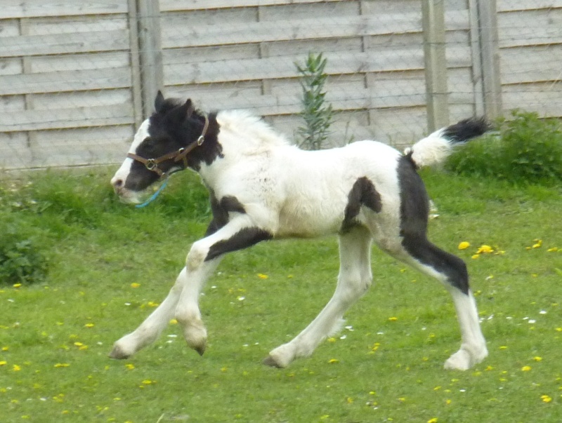 Darling du Majestic ( joli Black Love X Egor ) 1310