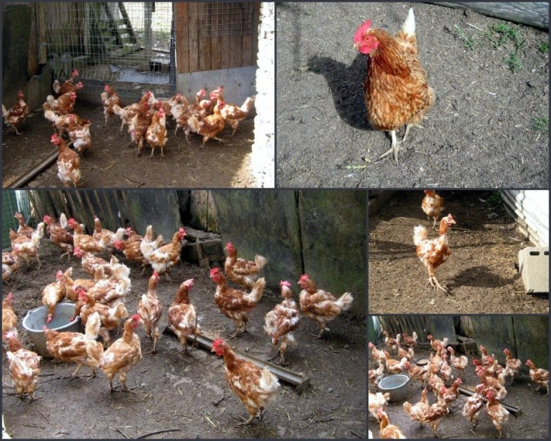 Poules de réformes 2012 - sauvées... A adopter... 54714210