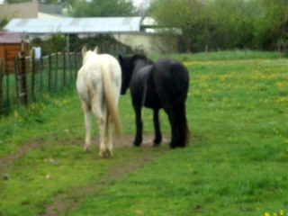 un âne et deux double poney de 18 ans à l'abandon suite décès Les_2_14