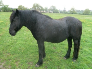 un âne et deux double poney de 18 ans à l'abandon suite décès Les_2_15