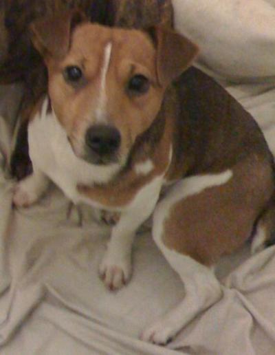 Any rescues in the Chorley area seen this JRT? Jack_j10