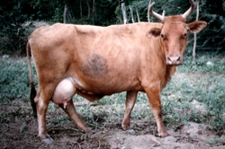 Ménagerie : Les vaches de l'île Hispañola Vache_10