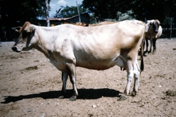 Ménagerie : Les vaches de l'île Hispañola Vache_12