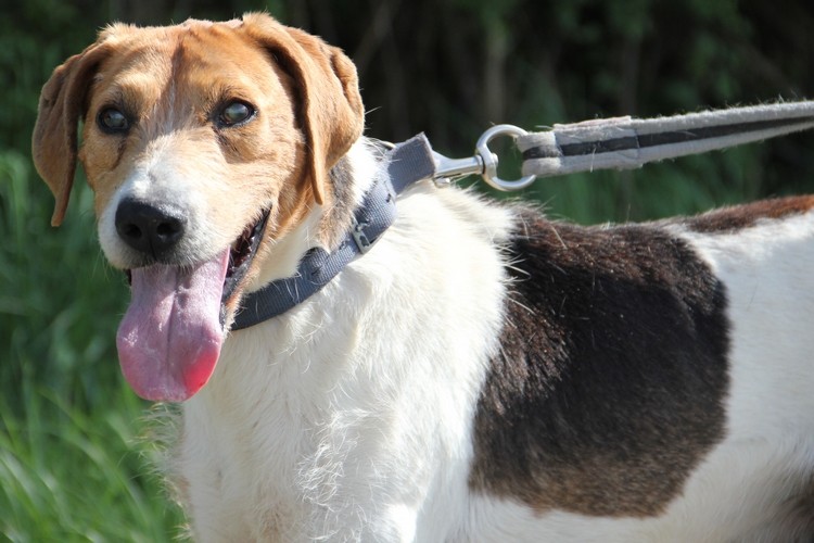 ACTIF - x beagle 13 ans 1/2   (8 ans de refuge)   perd la vue- LDAS à Neuville sur Sarthe (72= Img_6914