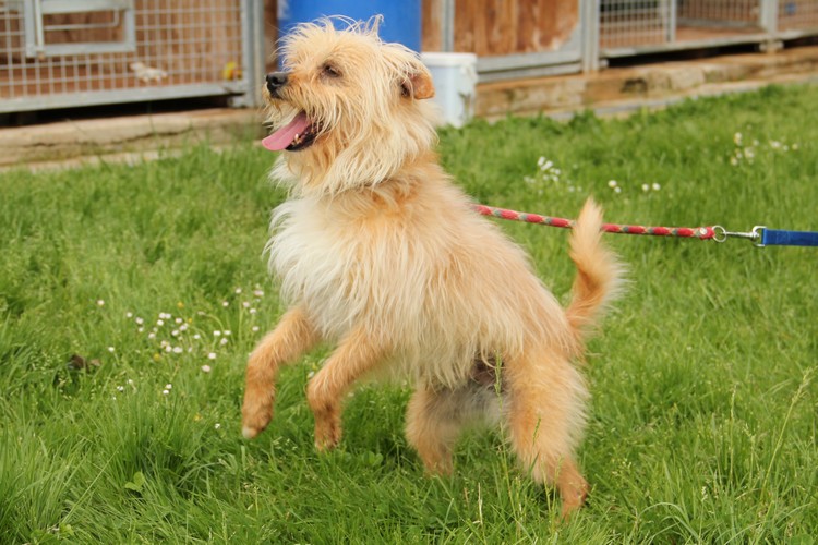 BANDIT  -  croisé Griffon  7 ans  -  LDAS  A  NEUVILLE  SUR  SARTHE  (72) Img_8310