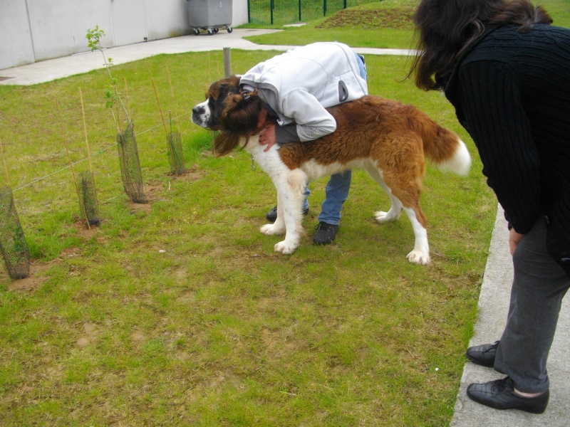 [résolu]EOS saint Bernard mâle  3 ans poils longs - SPA Douai (59) 00512