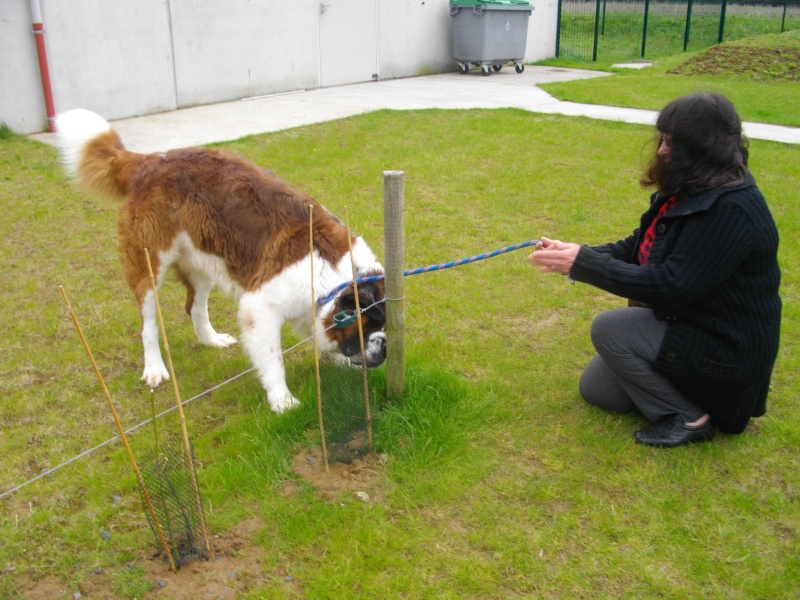 [résolu]EOS saint Bernard mâle  3 ans poils longs - SPA Douai (59) 00713