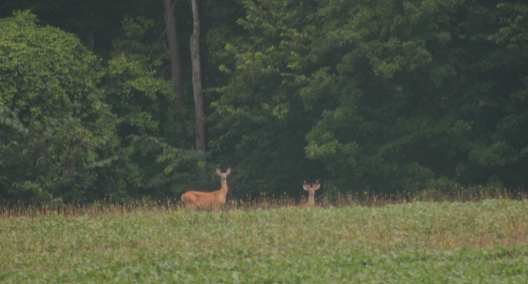 A couple deer Deerpi11