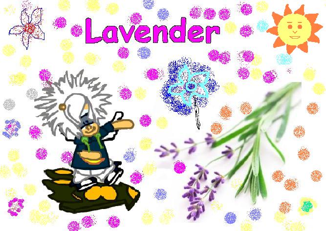 lavender flower Lavend10