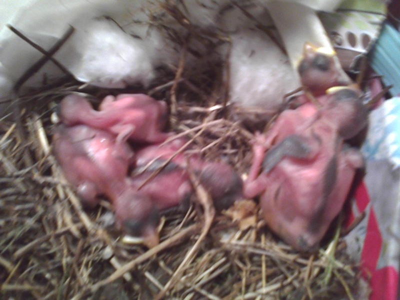 Baby House Sparrows!!! Photo013