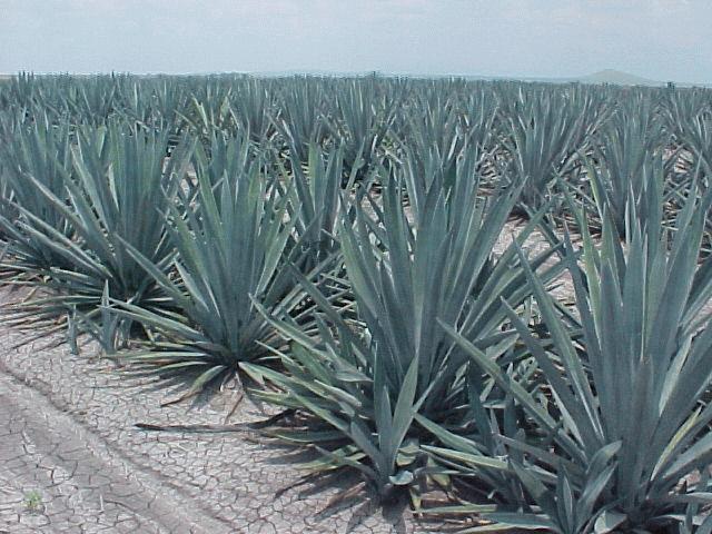 Historia del Tequila Agave-10