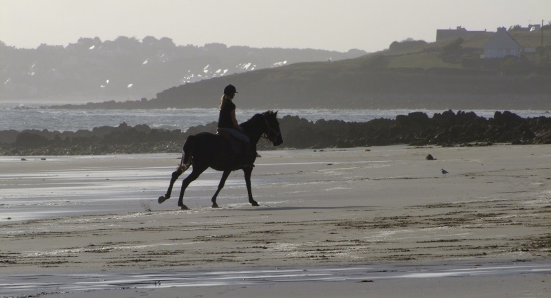 Au trot ou au galop Panora10