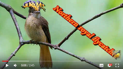 northern royal flycatcher Aoa19