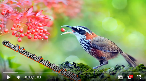 streak-breasted scimitar babbler Aoa20