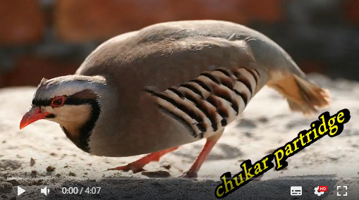 chukar partridge Aoa25