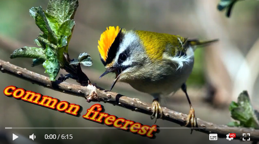 common firecrest Aoa28