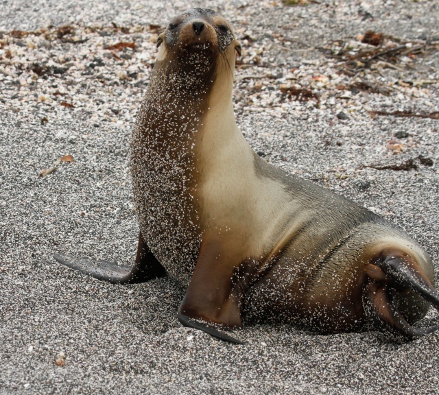 Sea lions - Galapagos April 2013.   Sealio11