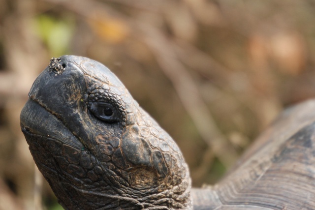 Giant tortoises - Galapagos April 2013 Tortoi10