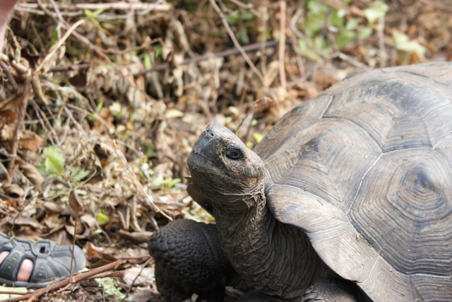 Giant tortoises - Galapagos April 2013 Tortoi11