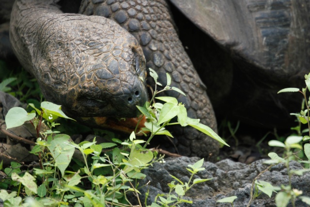 Giant tortoises - Galapagos April 2013 Tortoi12