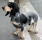 Basset bleu de Gascogne Basset11