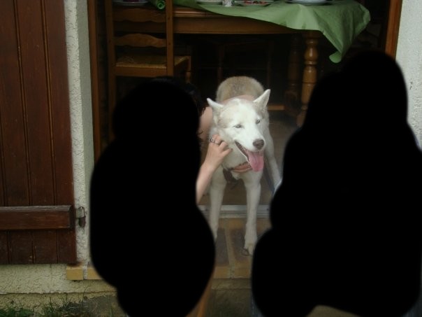 CROC BLANC HUSKY 3 ANS RISQUE EUTHANASIE DEMAIN CAUSE EPILEPSIE (78) Cro10