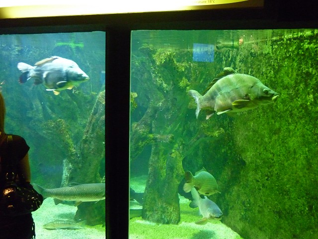 [Visite] Aquarium du grand Lyon 0410