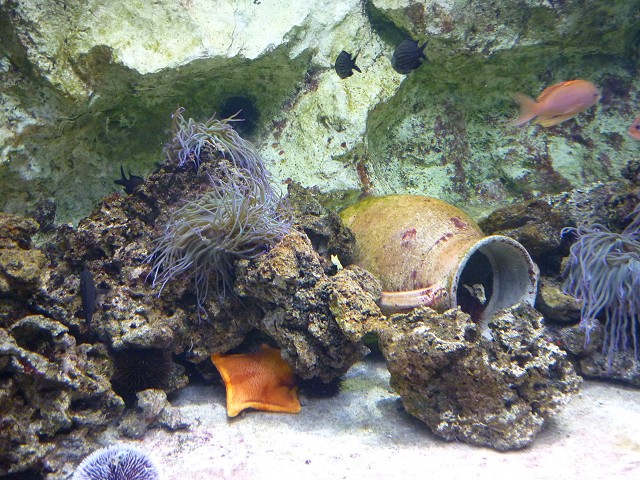 [Visite] Aquarium du grand Lyon 0510