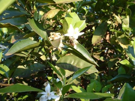 algunas flores y plagas Naranj10