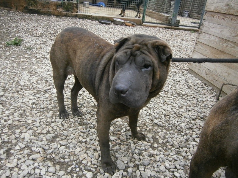 Cali 6 ans et Farouk 4 ans (26) Refuge de Bérauds Cali10