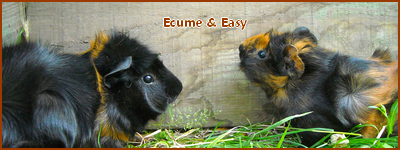 Ecume et Easy Sign10