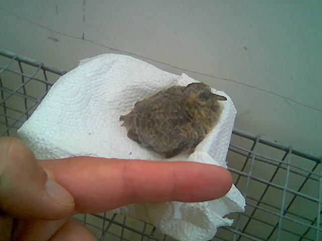 Hungry orphaned Senegal dove baby - Page 2 212