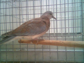 Hungry orphaned Senegal dove baby - Page 2 Image034